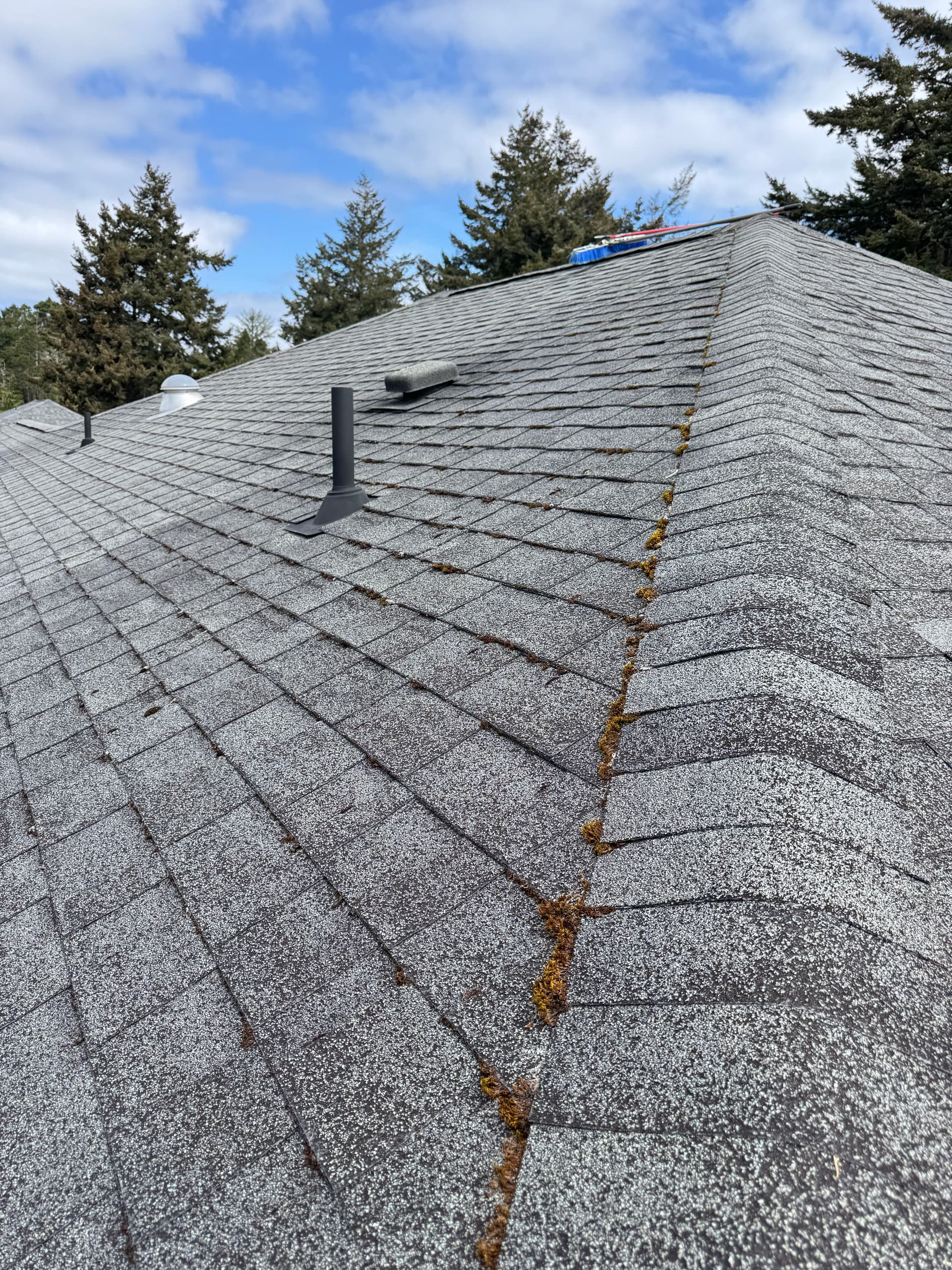 Gallery photos for Coastal Home Roof Moss Removal and Gutter Cleaning Gone Wild: Image #2