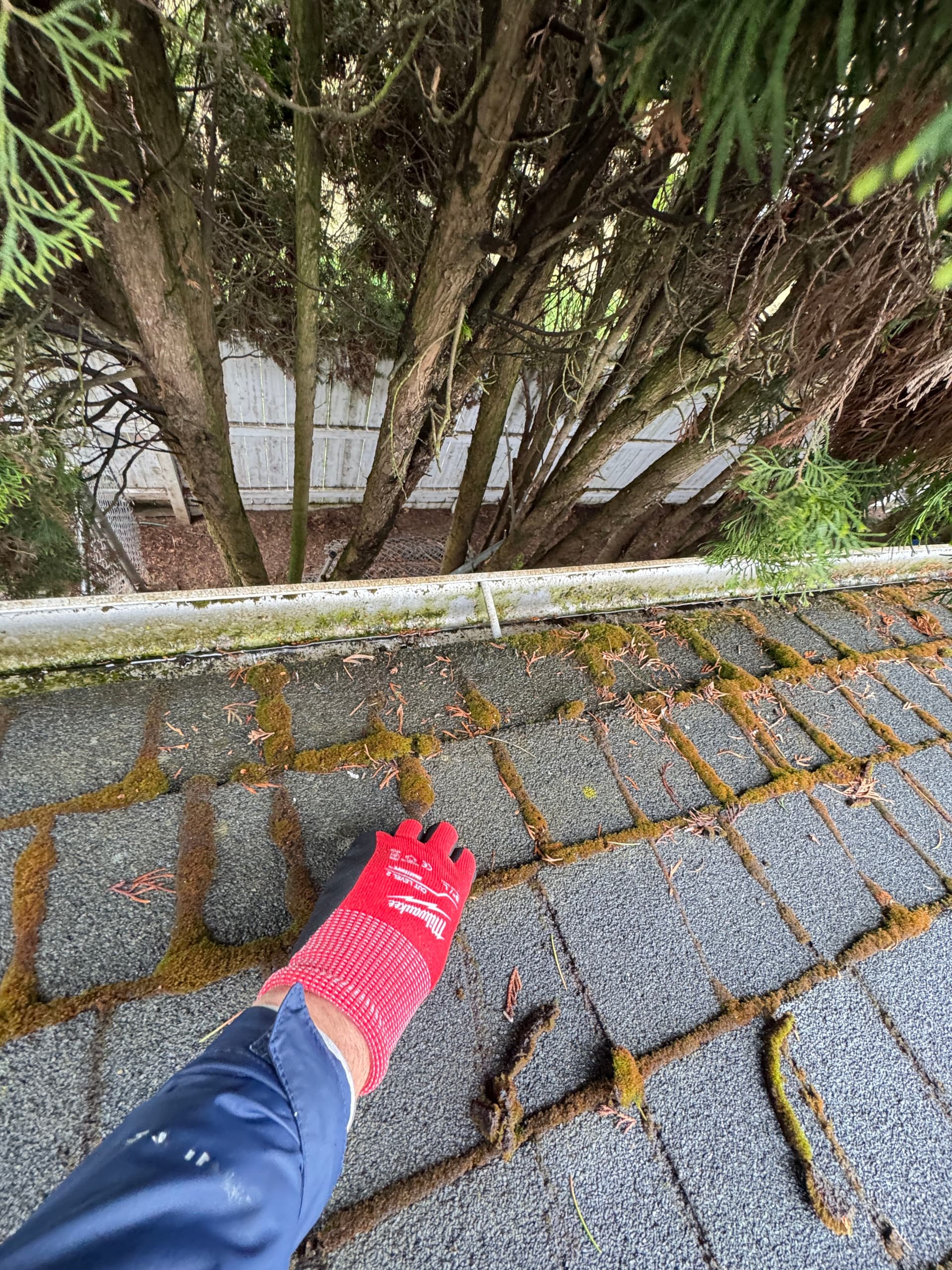 Gallery photos for Roof Moss Removal and Treatment on an Oregon Home: Image #1
