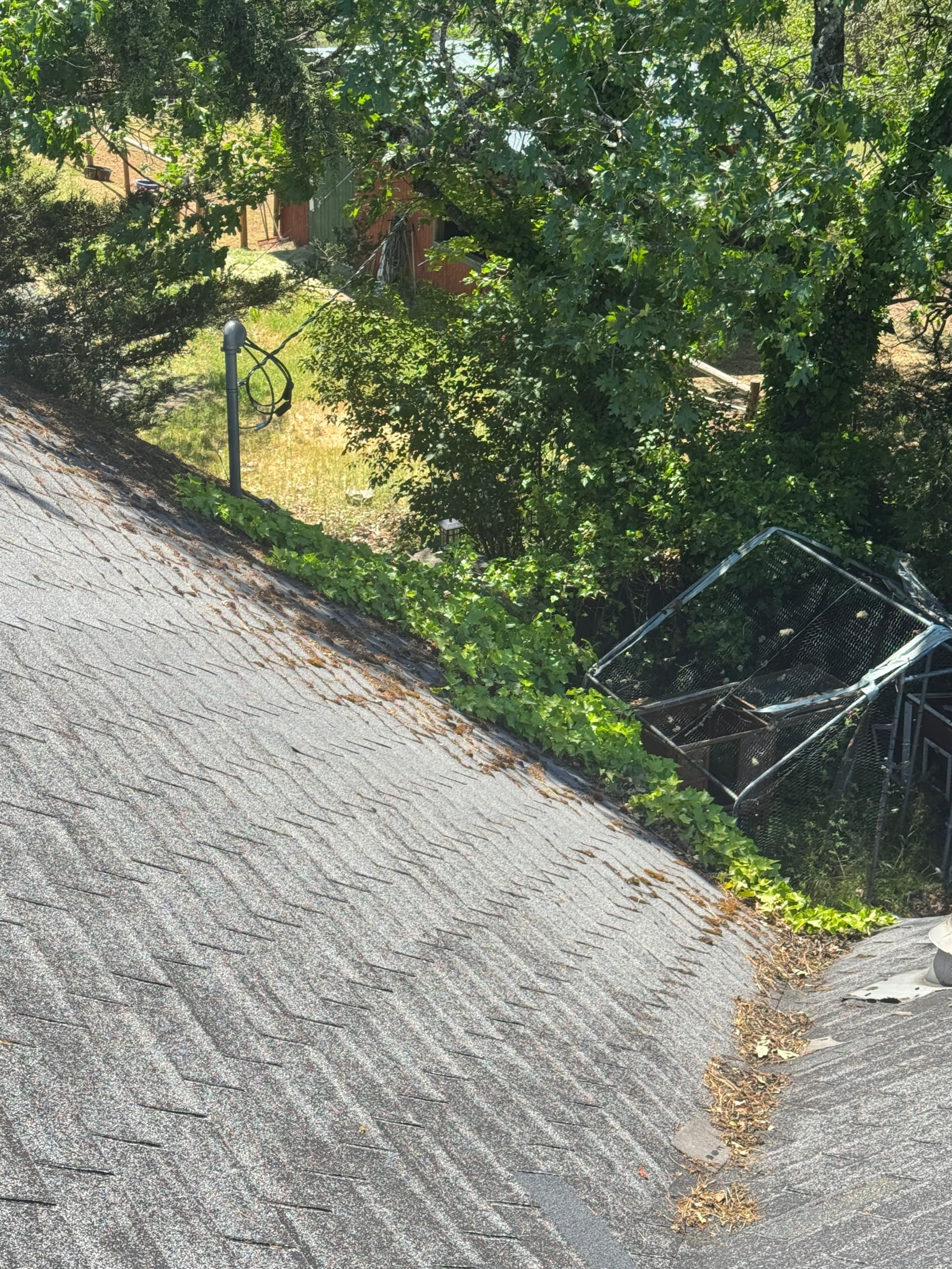 Gallery photos for Heavy Moss and Debris Removal on a Heavily Wooded Property: Image #4