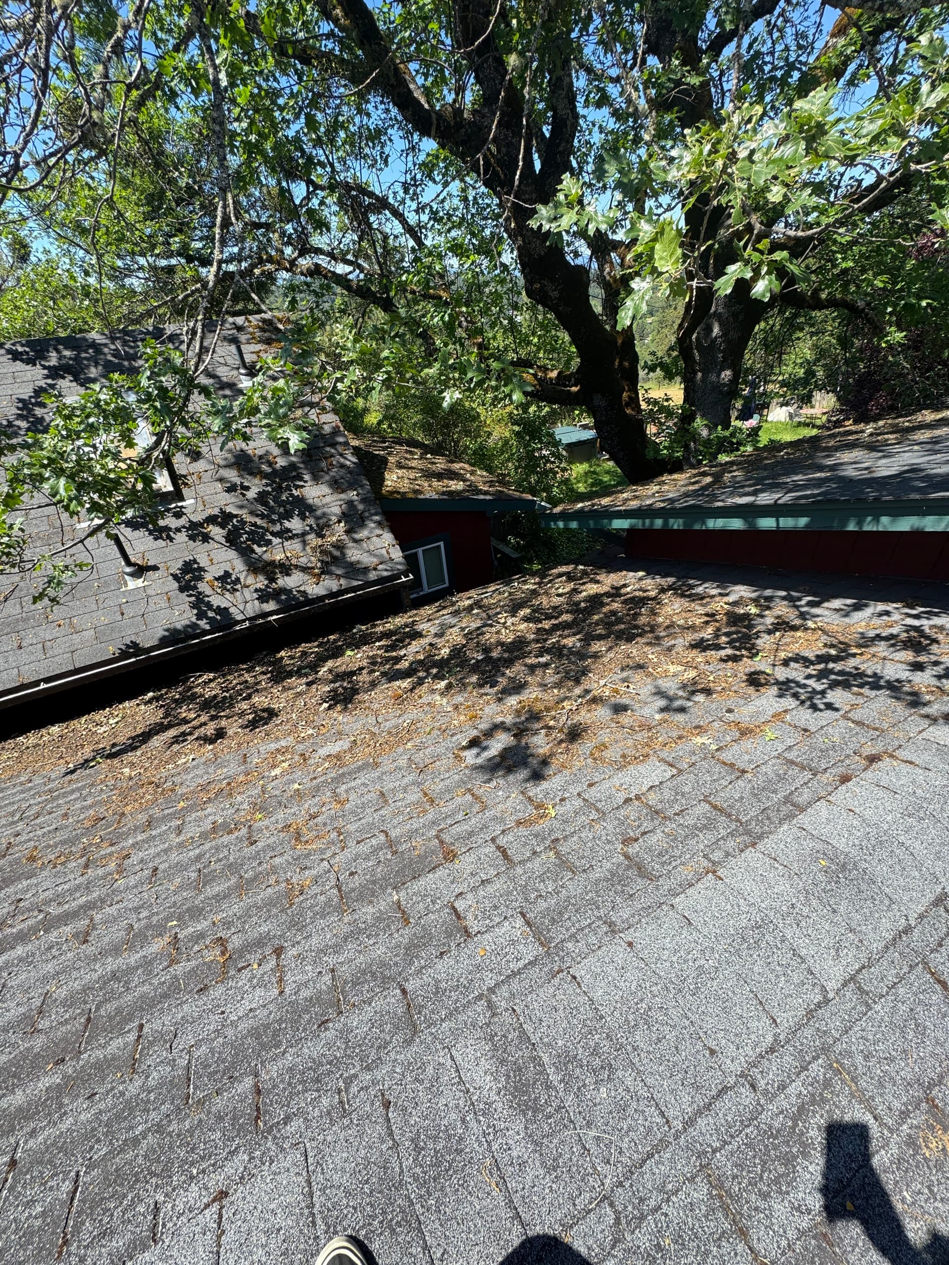 Gallery photos for Heavy Moss and Debris Removal on a Heavily Wooded Property: Image #3