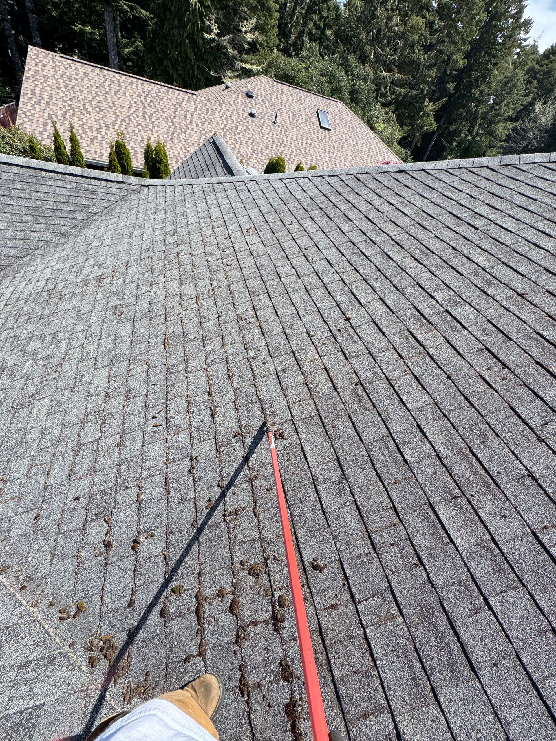 Gallery photos for Coastal Home Roof Moss Removal and Gutter Cleaning Gone Wild: Image #3
