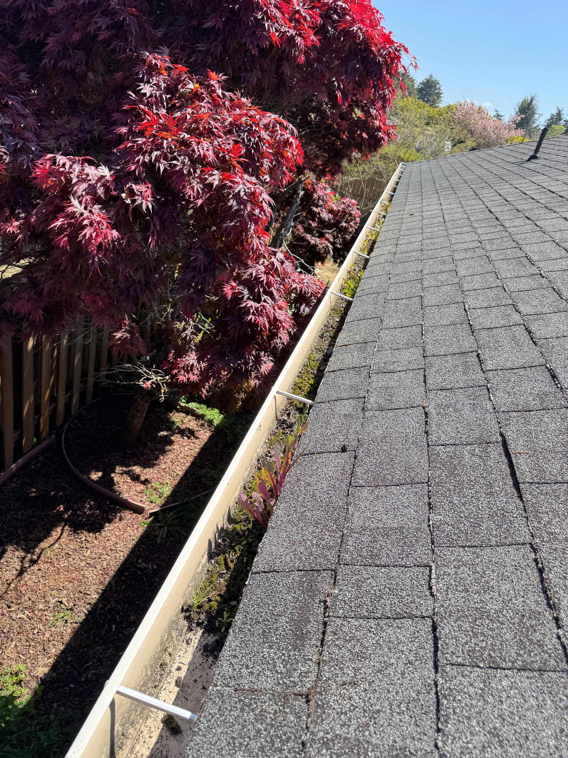 Gallery photos for Coastal Home Roof Moss Removal and Gutter Cleaning Gone Wild: Image #1