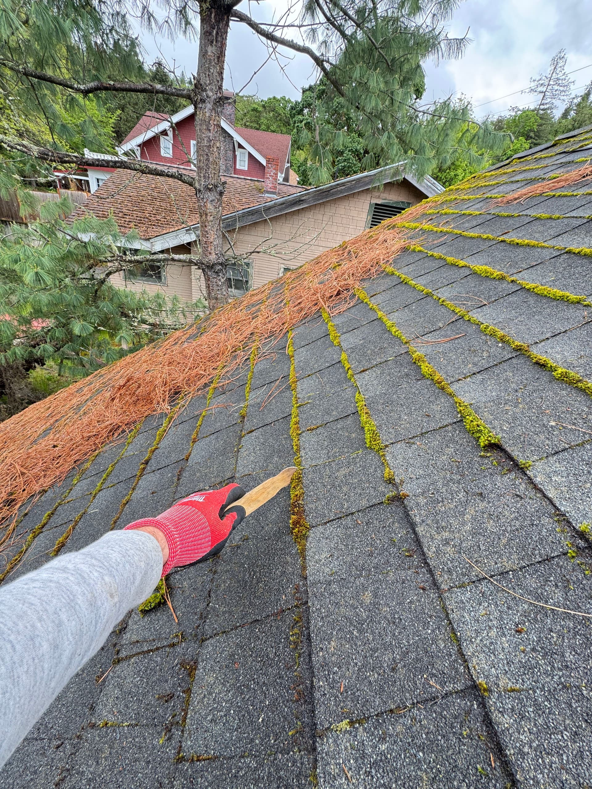 Pine Needle and Moss Buildup Cleared Off This Asphalt Shingle Roof image