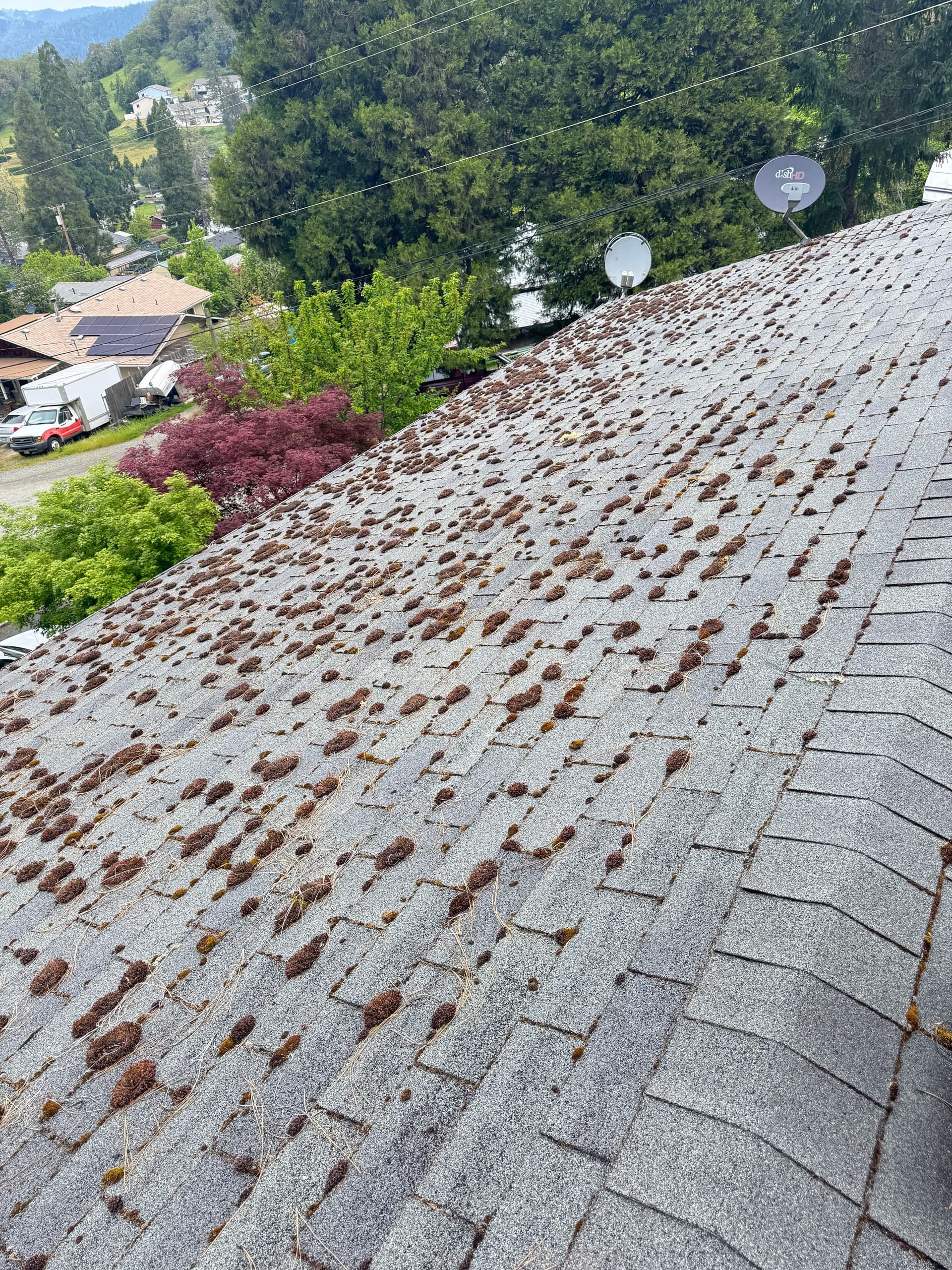 Gallery photos for Heavy Moss Takeover on a 2-Story Roof - Completely Cleared: Image #1