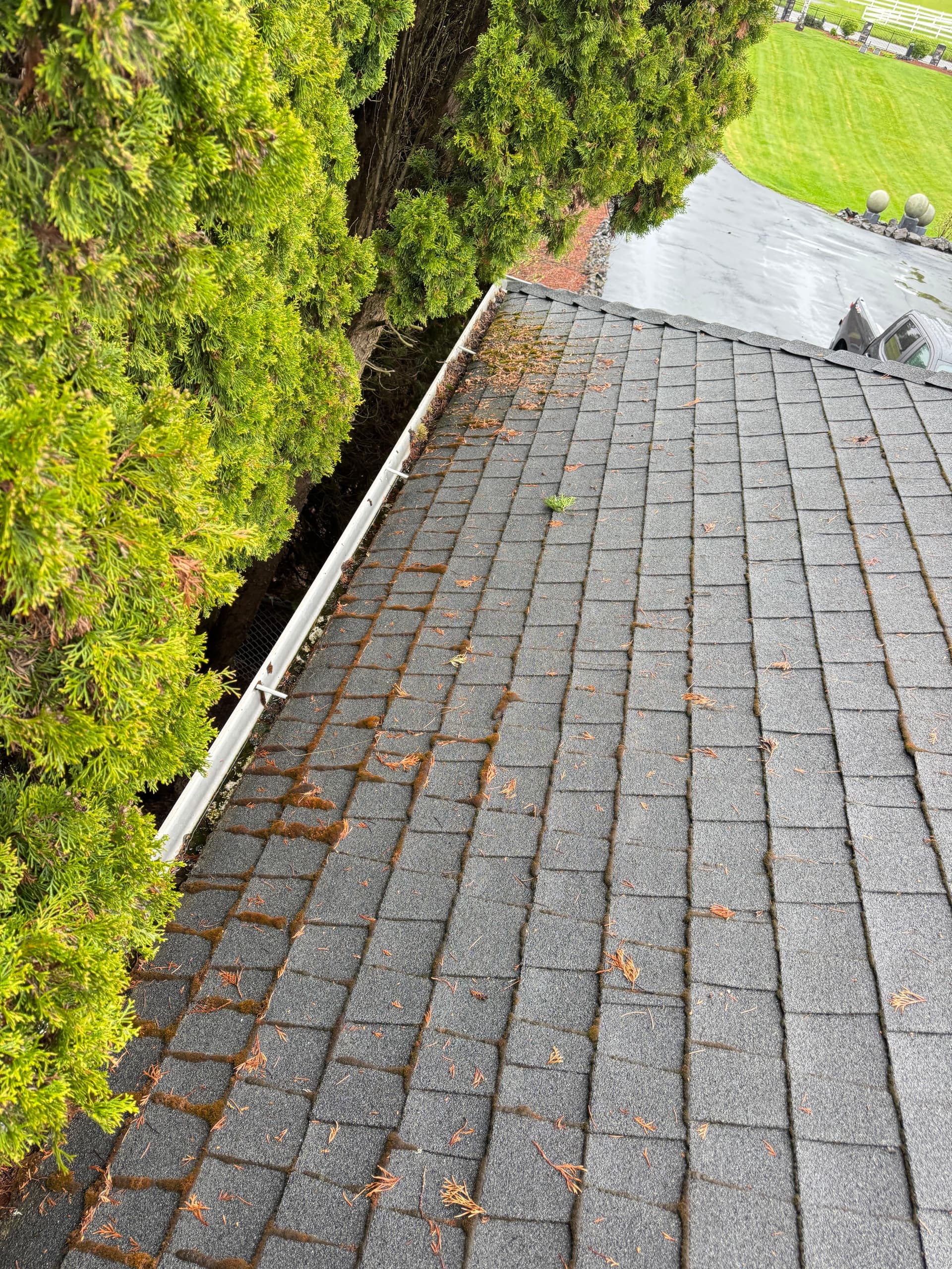 Roof Moss Removal and Treatment on an Oregon Home image