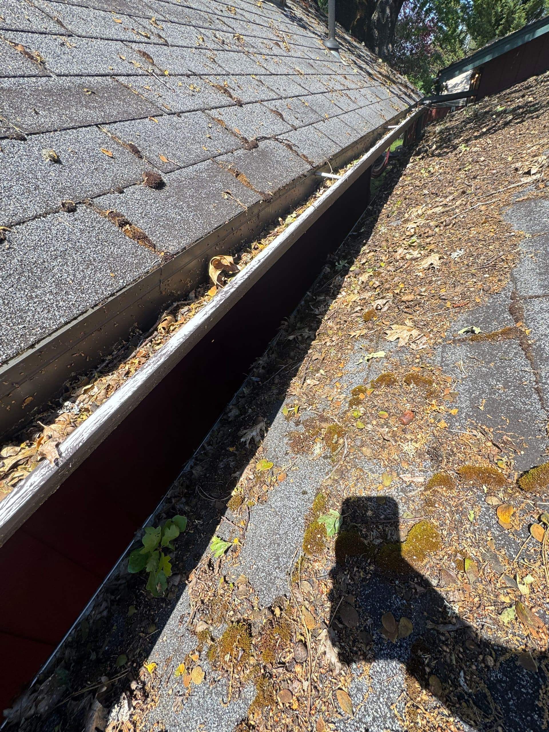 Gallery photos for Heavy Moss and Debris Removal on a Heavily Wooded Property: Image #2