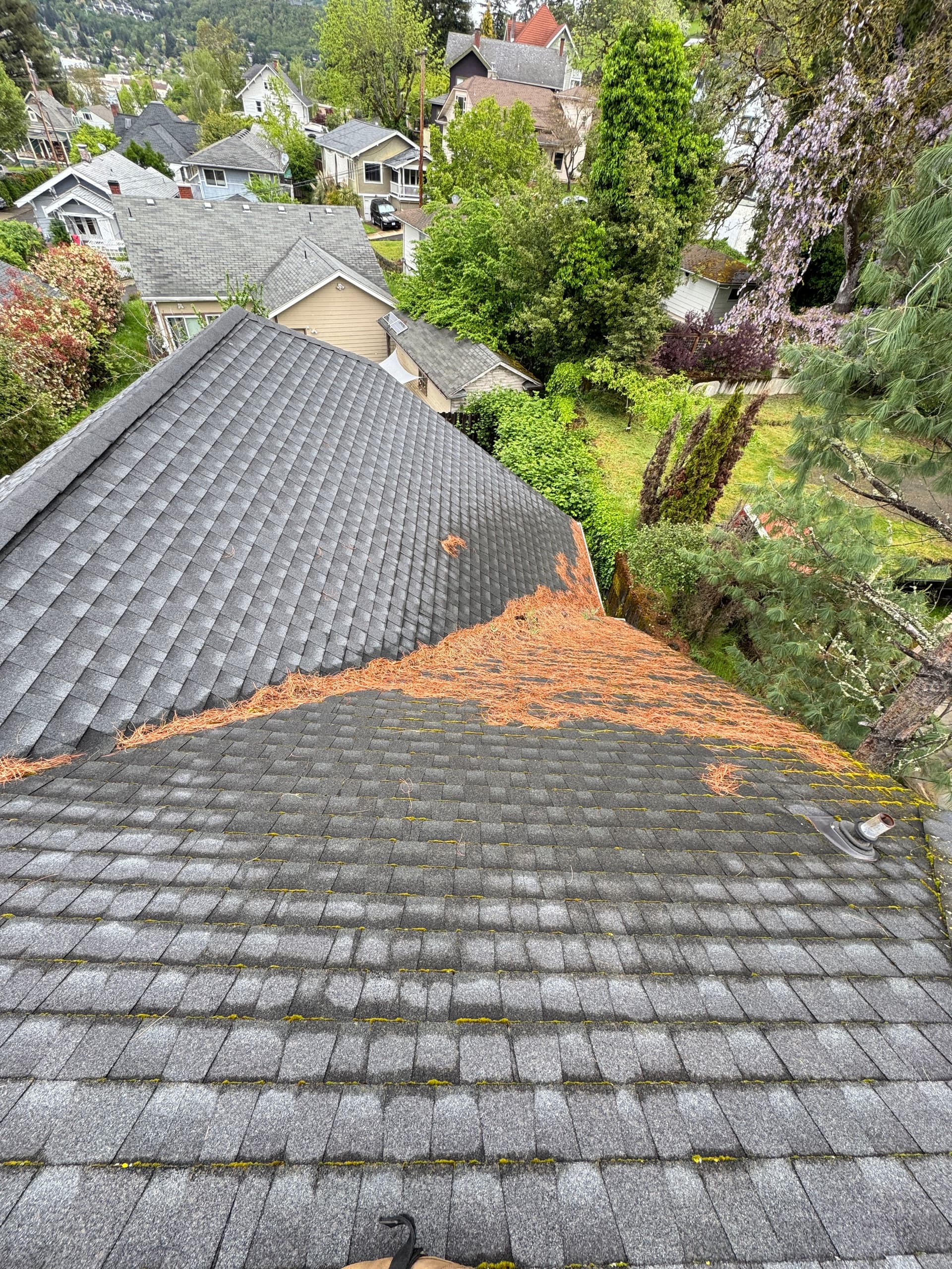 Gallery photos for Pine Needle and Moss Buildup Cleared Off This Asphalt Shingle Roof: Image #1