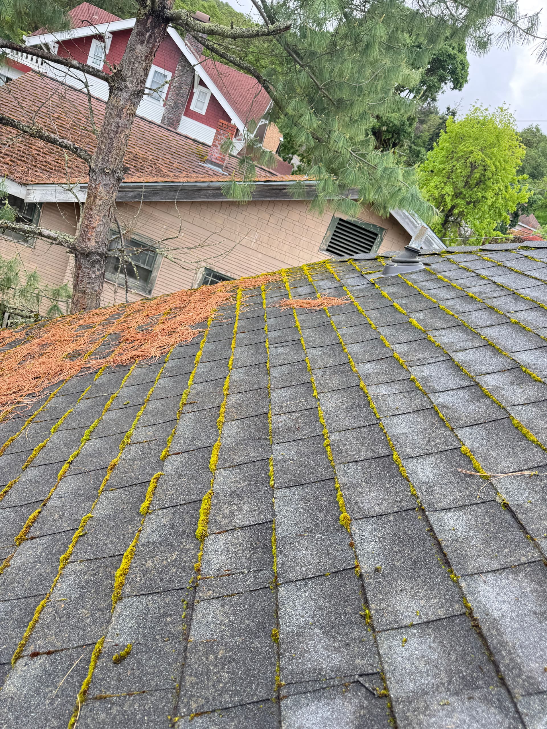 Gallery photos for Pine Needle and Moss Buildup Cleared Off This Asphalt Shingle Roof: Image #3