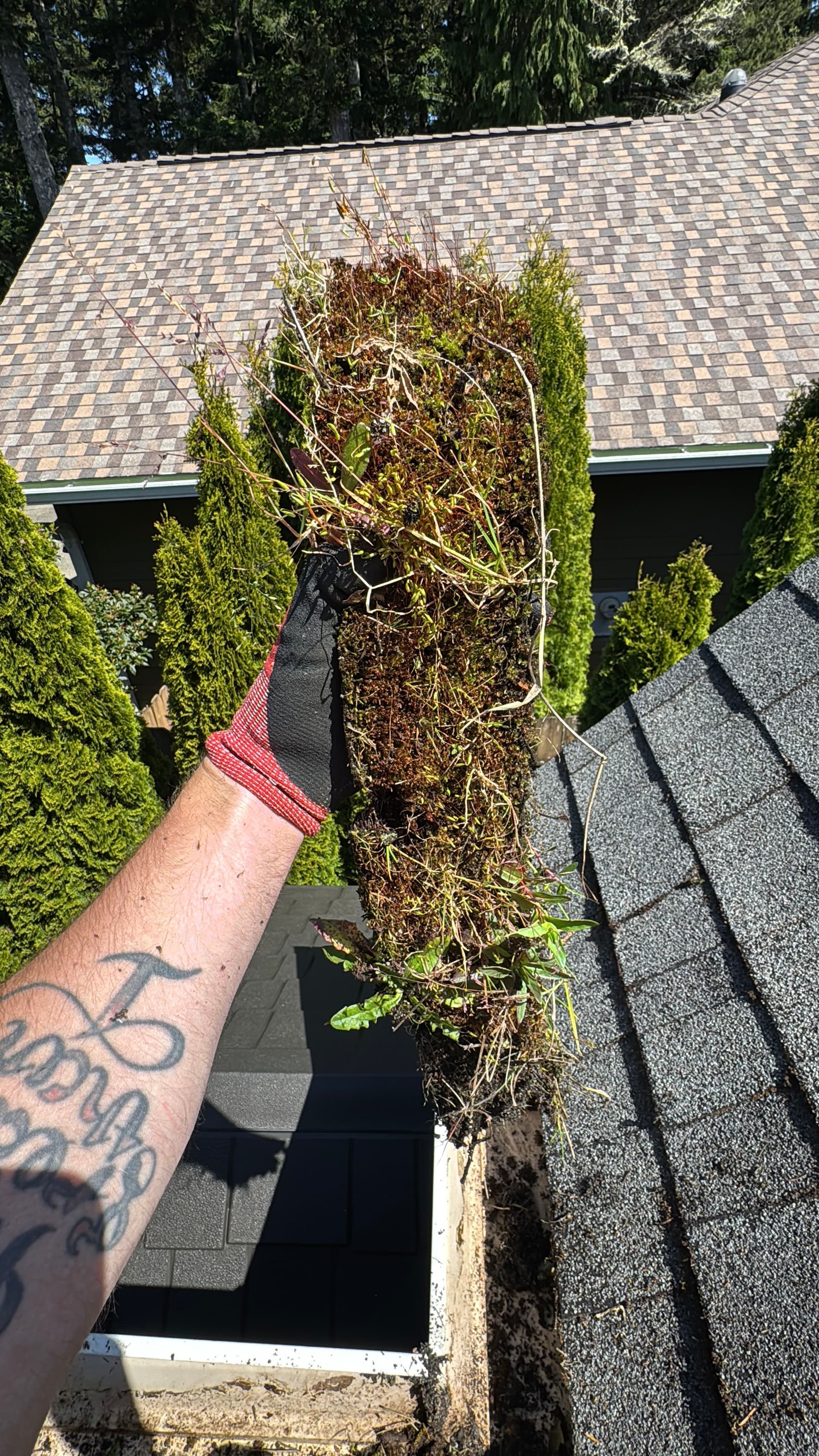 Coastal Home Roof Moss Removal and Gutter Cleaning Gone Wild image