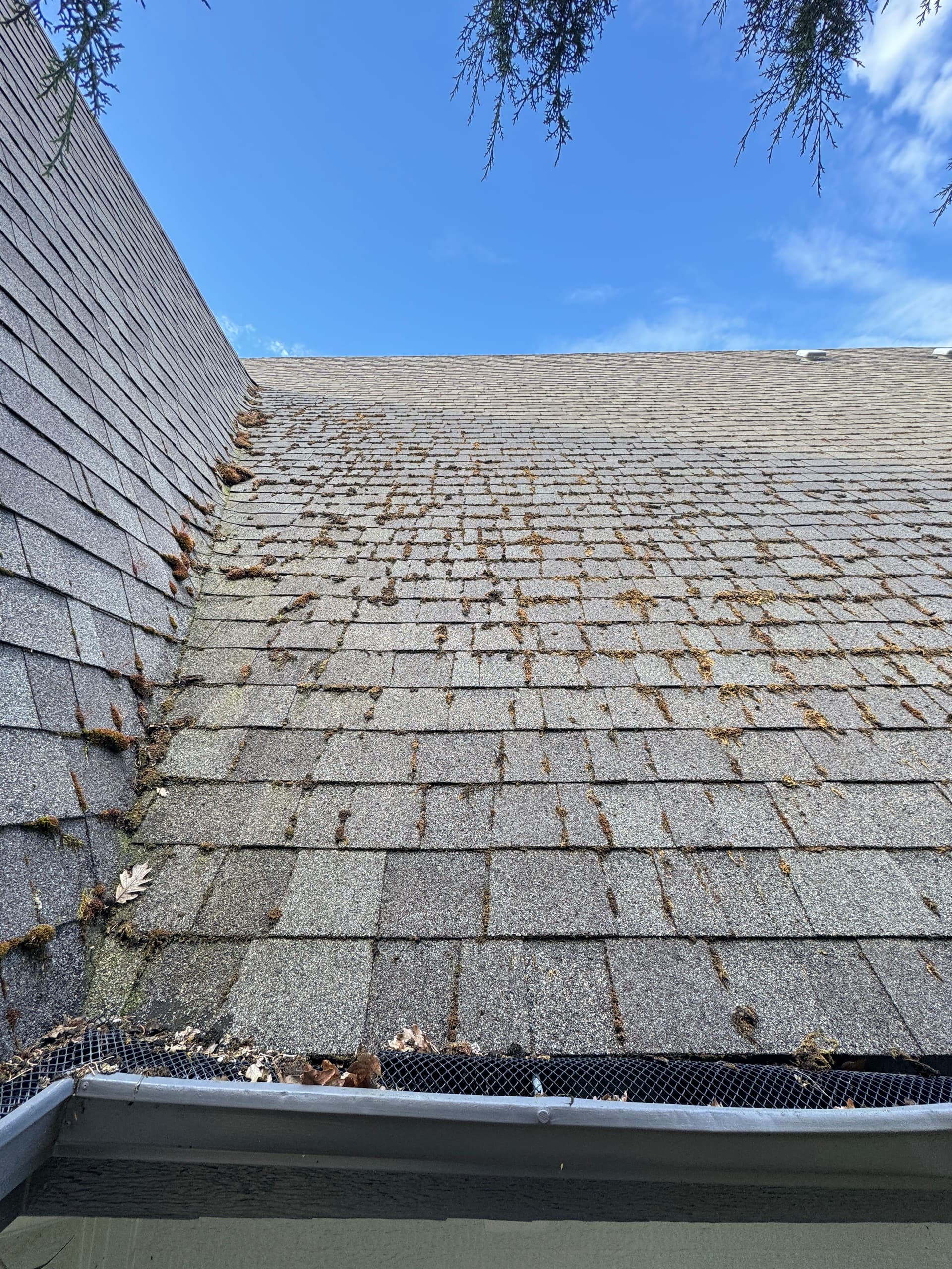 Gallery photos for Steep A-Frame Roof Moss Removal on a 12/12 Pitch: Image #1