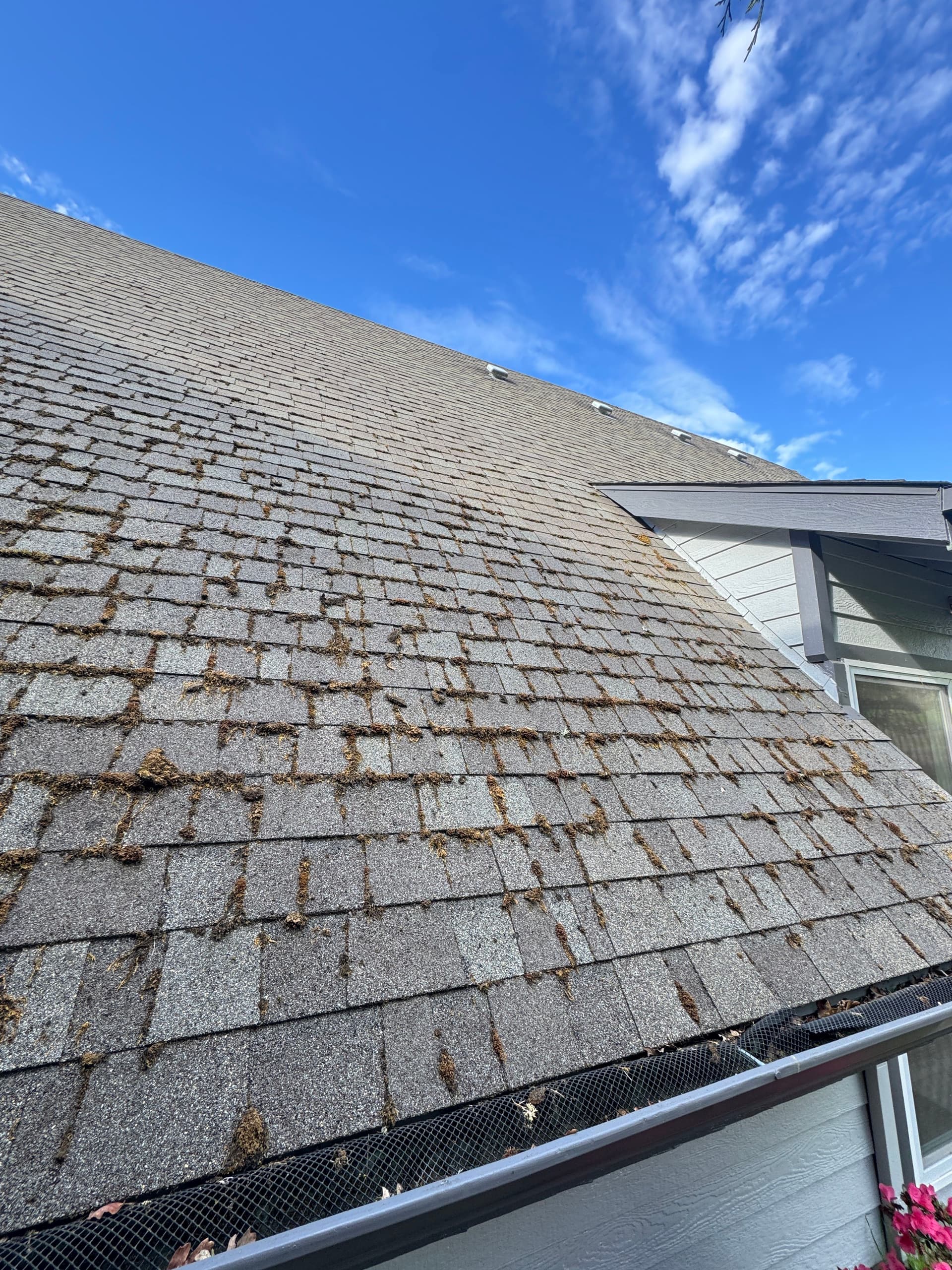 Gallery photos for Steep A-Frame Roof Moss Removal on a 12/12 Pitch: Image #2