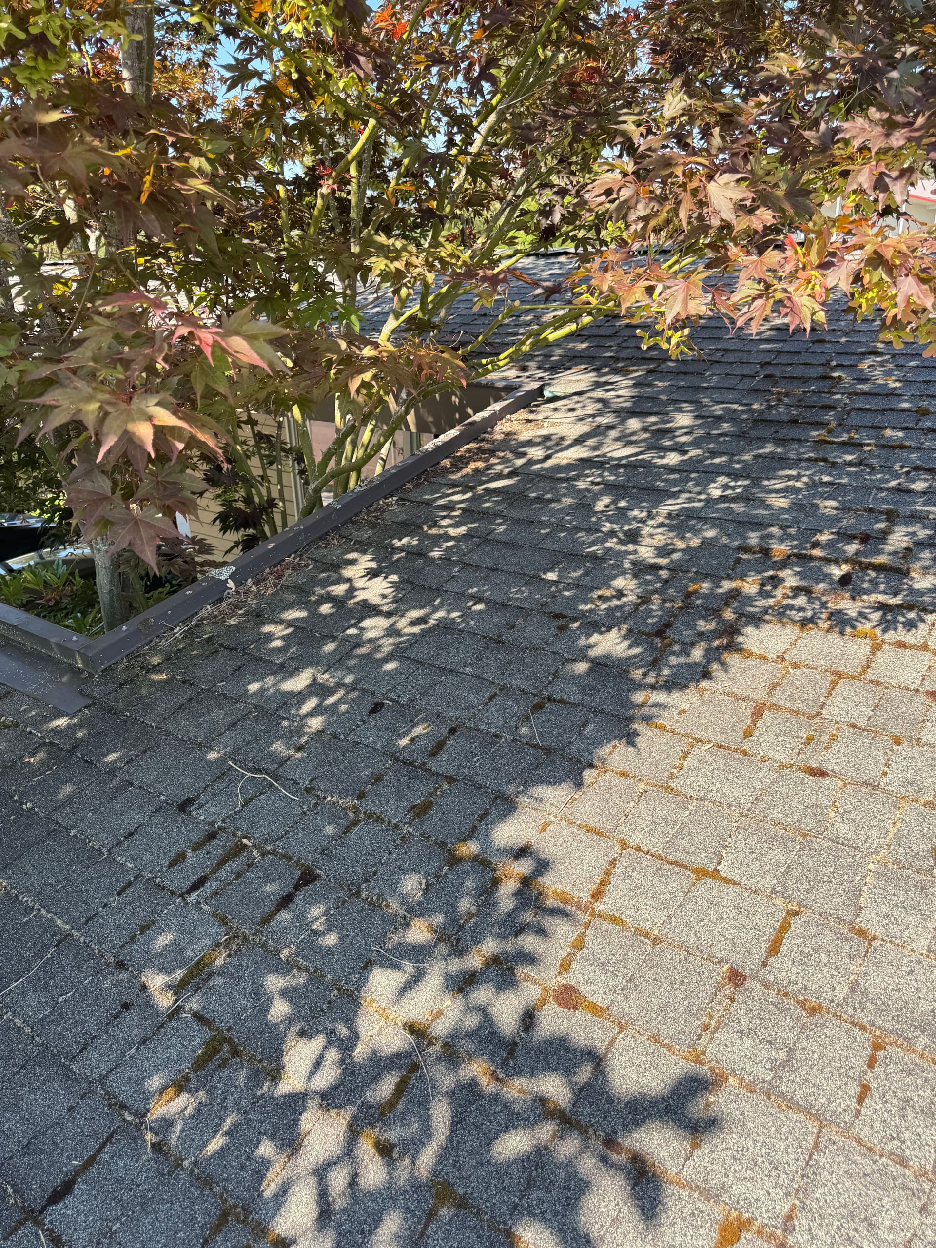 Roof Moss Removal and Gutter Cleaning Done Right image