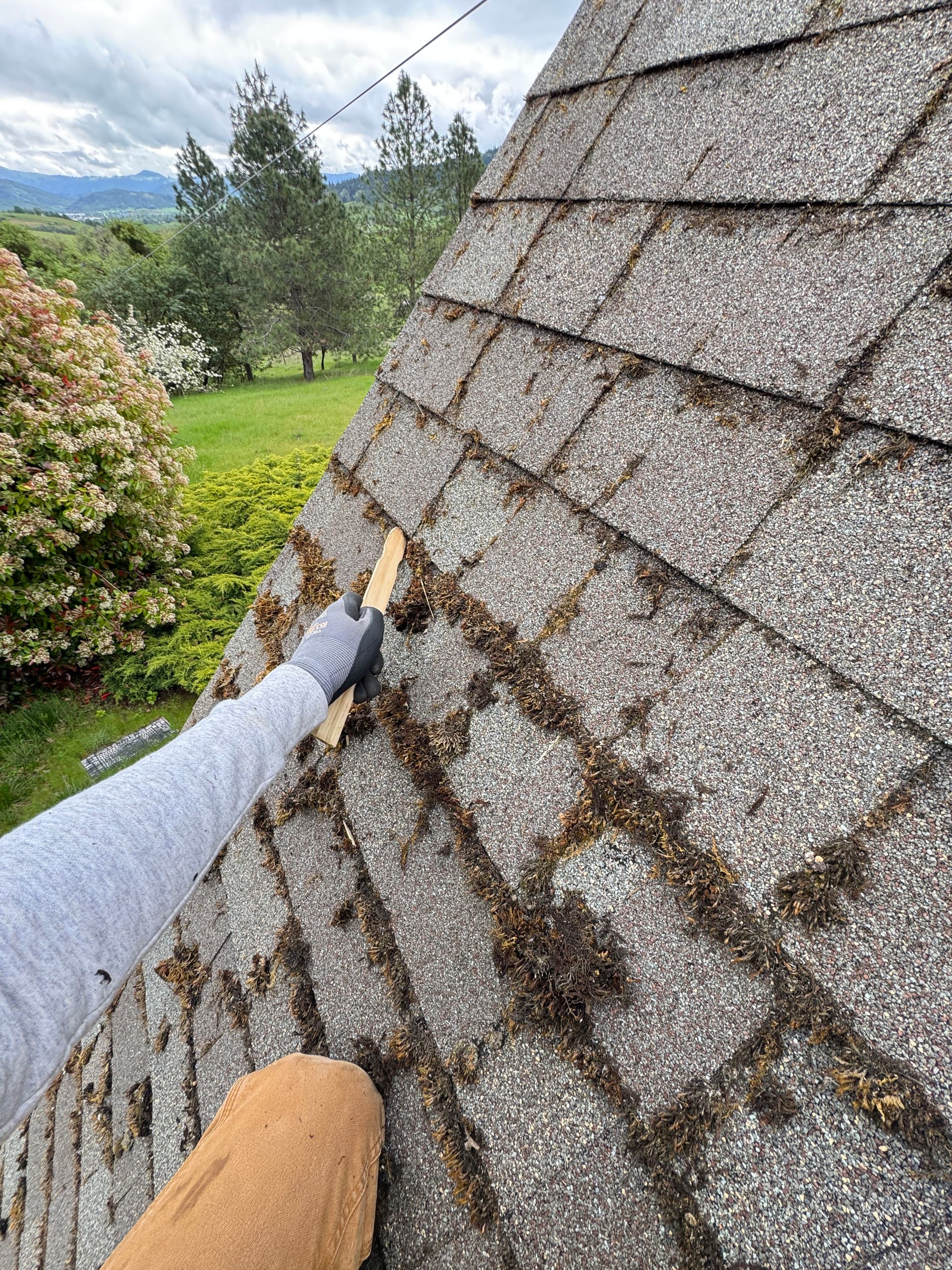 Gallery photos for Steep A-Frame Roof Moss Removal on a 12/12 Pitch: Image #5