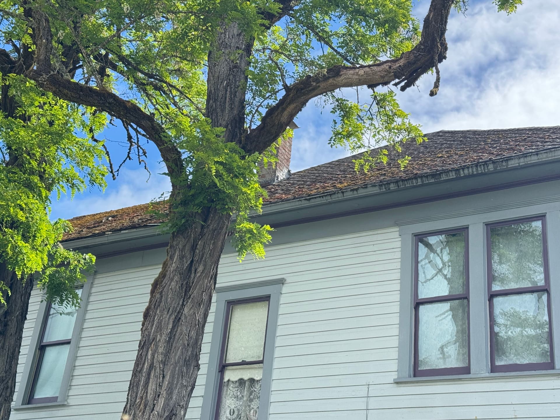 Gallery photos for Moss Removal on a Steep 2-Story Home That Had Been on My Radar: Image #1