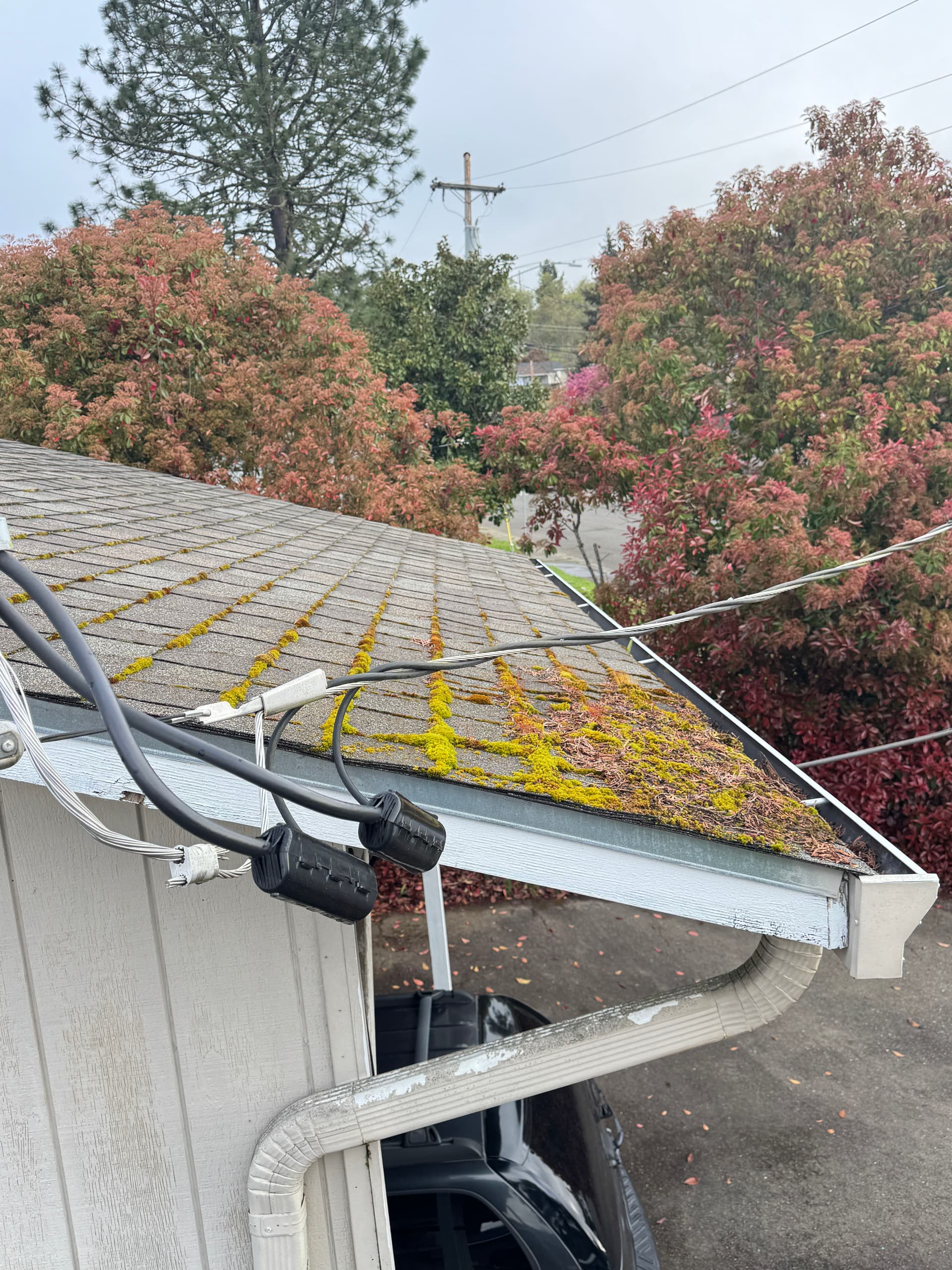 Full Roof Moss Removal, Gutter Clean and Skylight Detail image