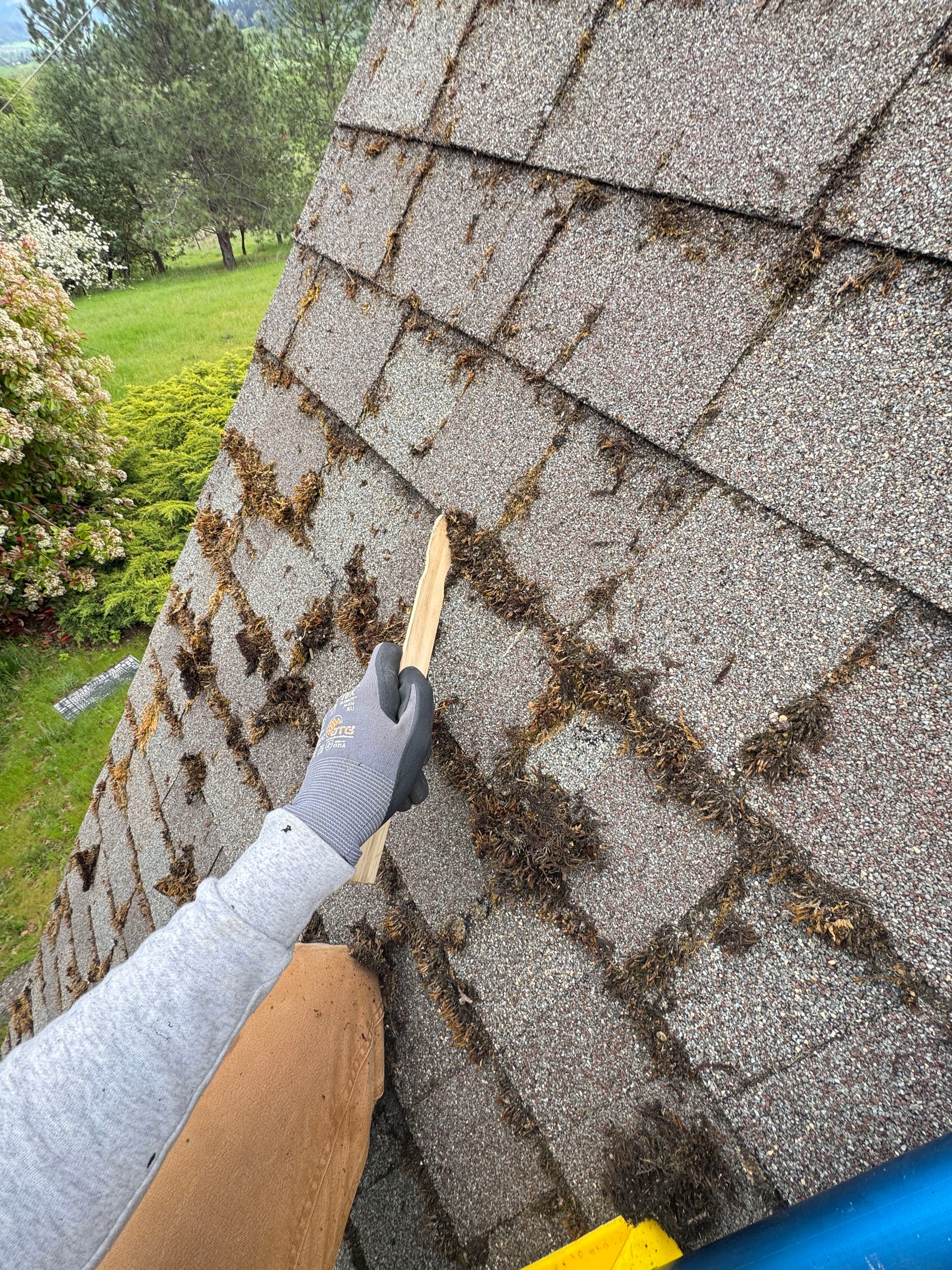 Gallery photos for Steep A-Frame Roof Moss Removal on a 12/12 Pitch: Image #4
