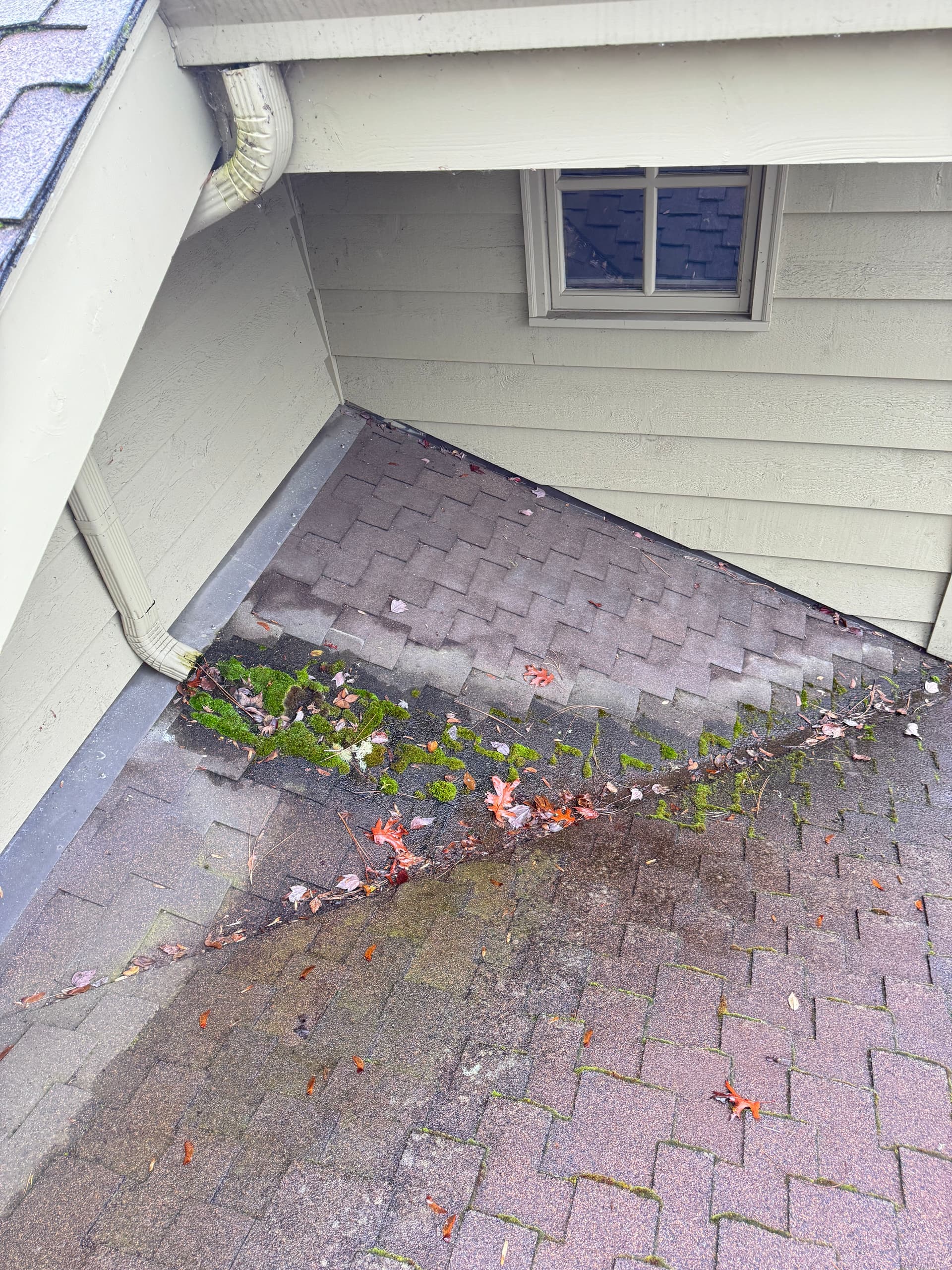 Gallery photos for Professional Roof Moss and Gutter Cleaning Service: Image #1