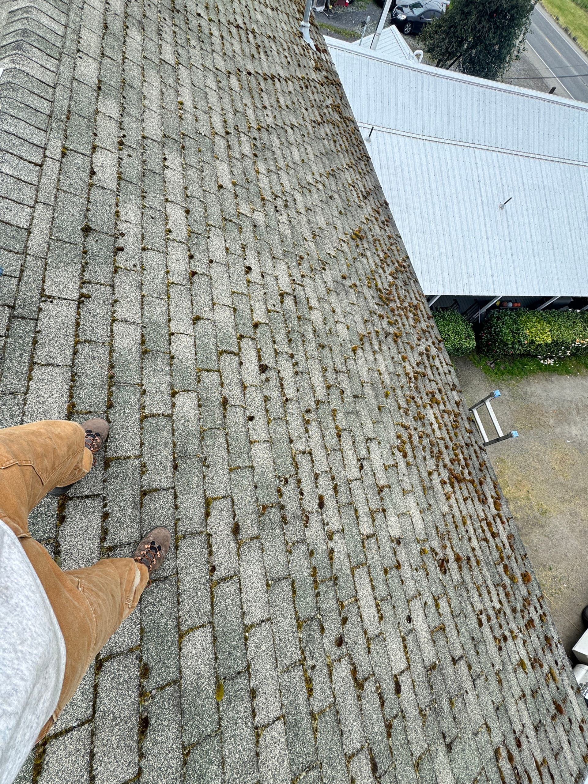 Gallery photos for Roof Moss Removal and Treatment Success: Image #1